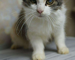 Кошки в Мичуринске: Муся 2 года спокойная, 100 руб. - фото 3
