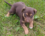Собаки в Москве: Априкот - щенок коричневого шоколадного окраса в добрые руки Мальчик, 50 руб. - фото 1