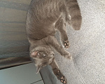 Кошки в Набережных Челнах: Отдам в добрые руки  кота  Мальчик, 1 руб. - фото 6