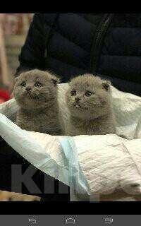 Кошки в Грозном: Красавчики, 8 000 руб. - фото 1