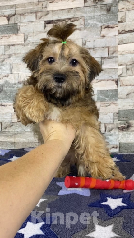 Собаки в Москве: Цветной йорк -щенок  Мальчик, 25 000 руб. - фото 1