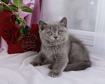 Кошки в Мурином: Британский котик голубого окраса (генетически тиккирован) Мальчик, 30 000 руб. - фото 3