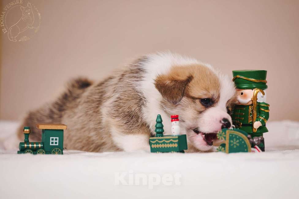Собаки в Москве: Щенок вельш корги пемброк  по кличке Свежий ветер.... Мальчик, 100 000 руб. - фото 2