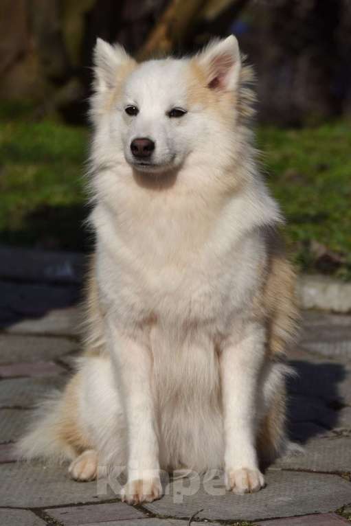 Собаки в Москве: Ненецкая оленегонная лайка, сука Ариша. Девочка, 60 000 руб. - фото 7