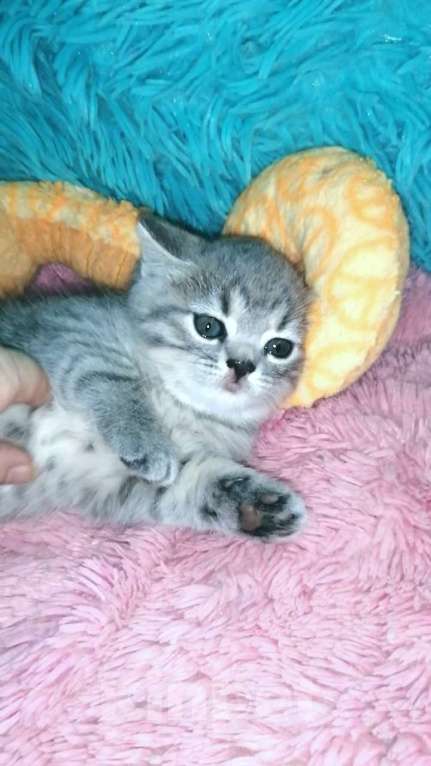 Кошки в Москве: Шотландские котята Девочка, 8 000 руб. - фото 3