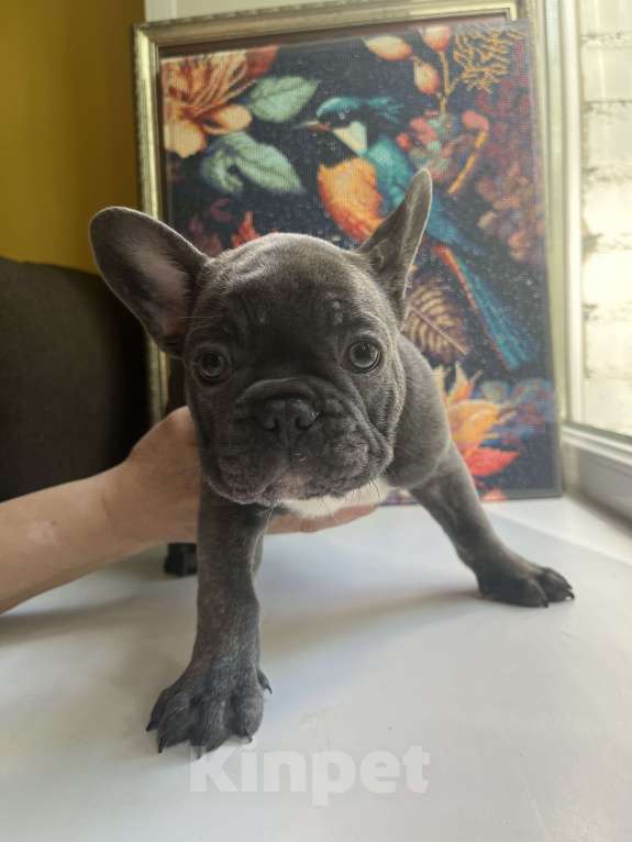 Собаки в Москве: Французский бульдог щенок Мальчик, 50 000 руб. - фото 7