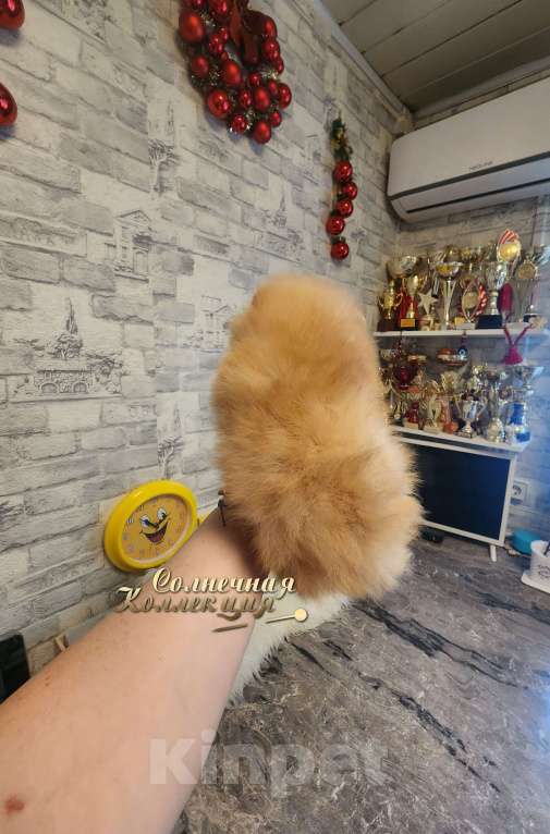 Собаки в Москве: 100% померанский шпиц курносый МИНИ мальчик питомник РКФ Мальчик, Бесплатно - фото 3