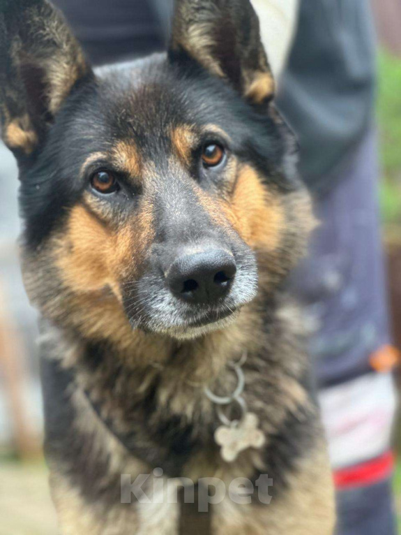 Собаки в Москве: Овчароид Мальчик, Бесплатно - фото 3