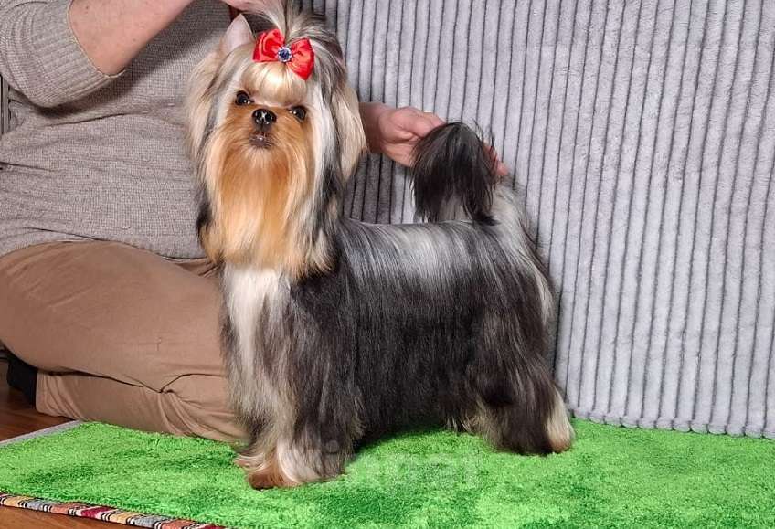 Собаки в Королеве: Йорк мальчик Мальчик, Бесплатно - фото 3