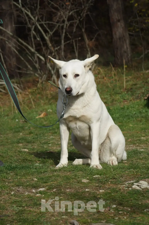 Собаки в других городах Краснодарского края: хочу домой Девочка, 99 руб. - фото 3