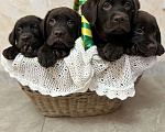 Собаки в Ярославле: Шоколадные лабрадоры  Мальчик, 50 000 руб. - фото 1