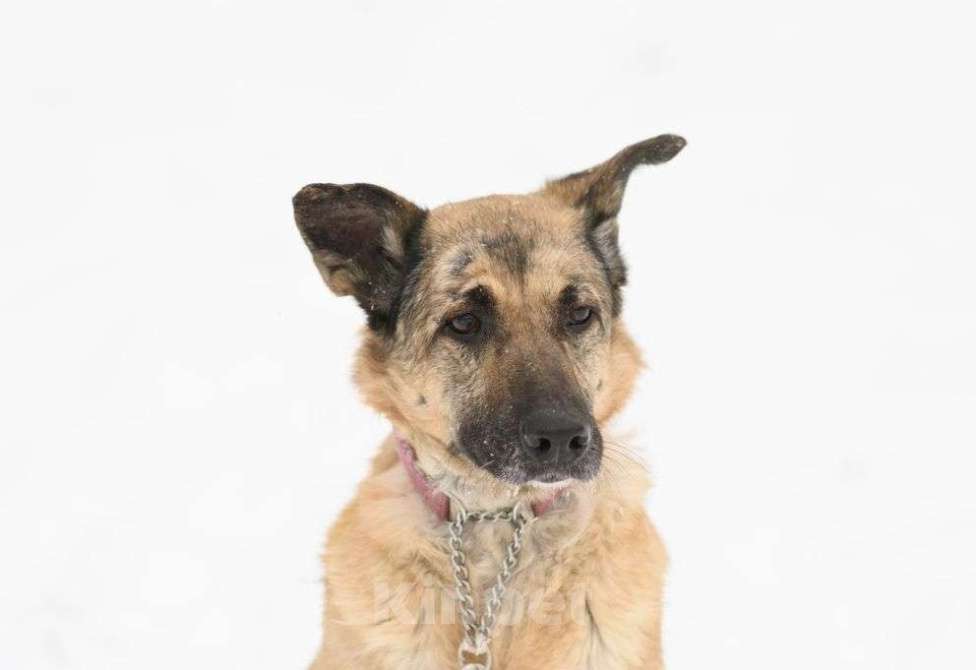 Собаки в Москве: Догги Девочка, Бесплатно - фото 2