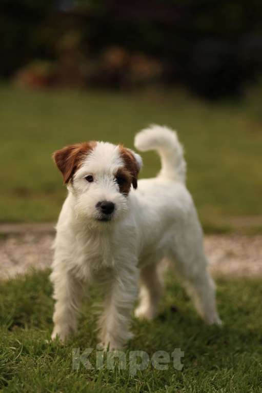 Собаки в Москве: Девочка джек рассел терьер Девочка, 30 000 руб. - фото 6