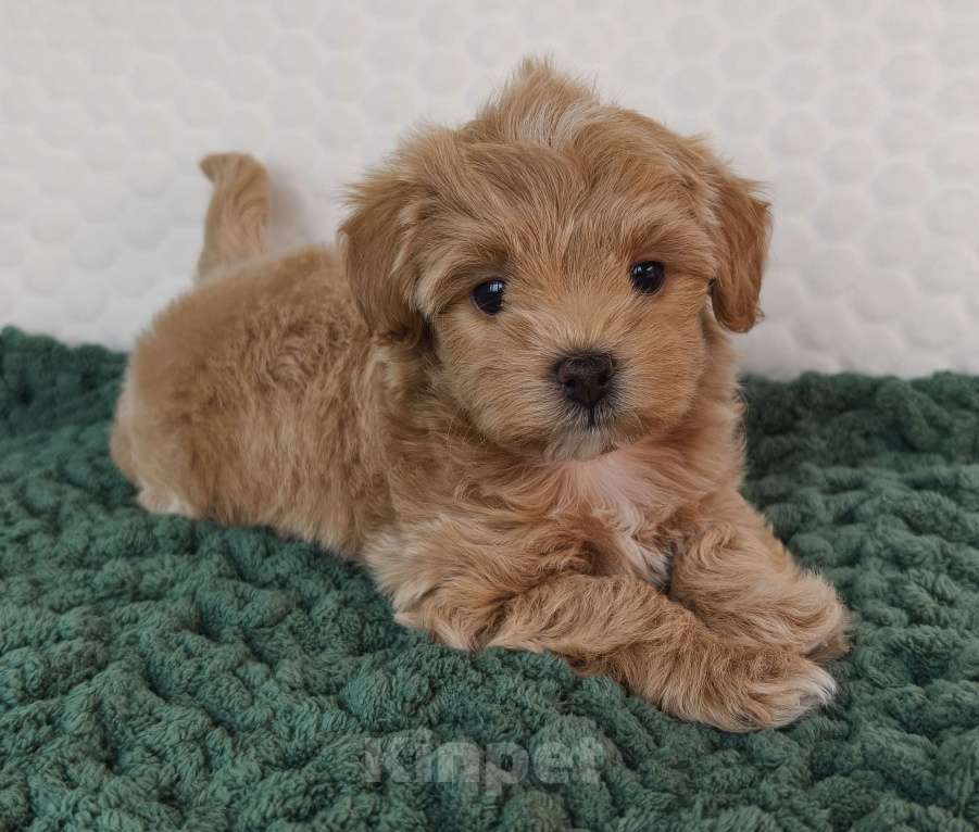 Собаки в Санкт-Петербурге: Щенки мальтипу f1 мини Девочка, Бесплатно - фото 10