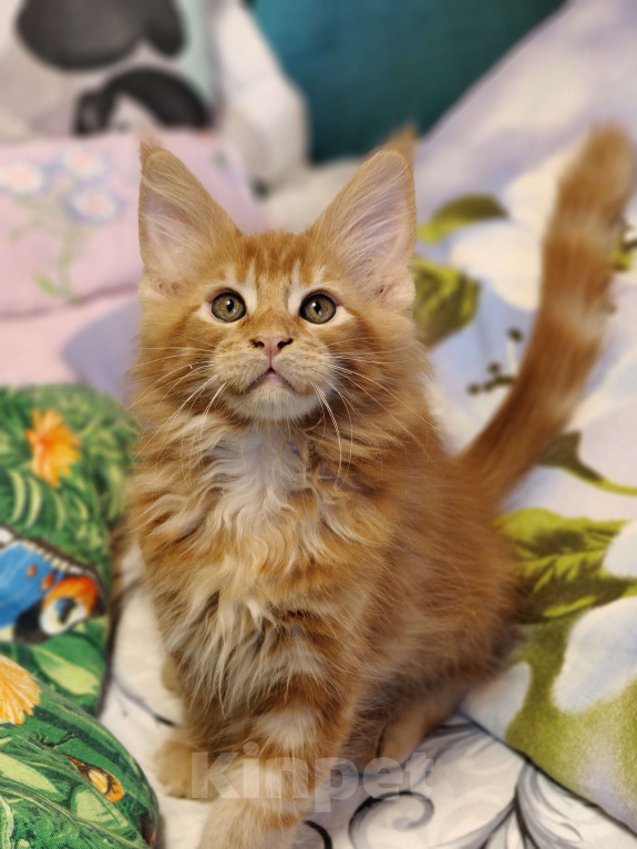 Кошки в Москве: Огненный рыжик Мальчик, 60 000 руб. - фото 2