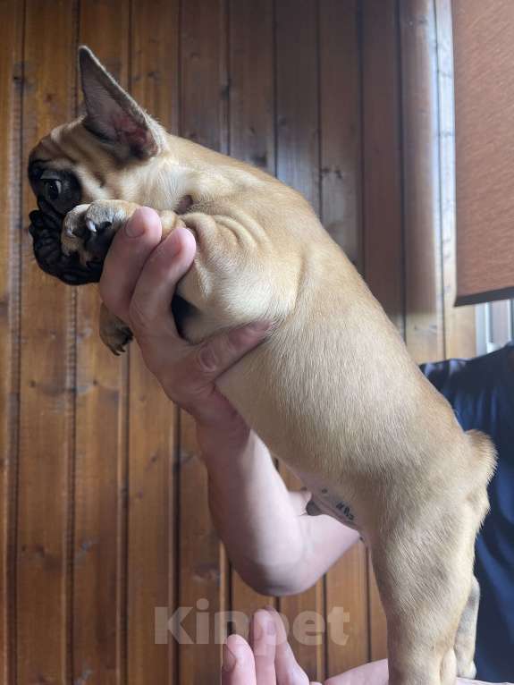 Собаки в Москве: Продаются щенки французкого бульдога Мальчик, 50 руб. - фото 3