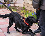 Собаки в Санкт-Петербурге: Элегантный красавец Бим, добрейший песик-подросток в добрые руки Мальчик, 10 руб. - фото 3