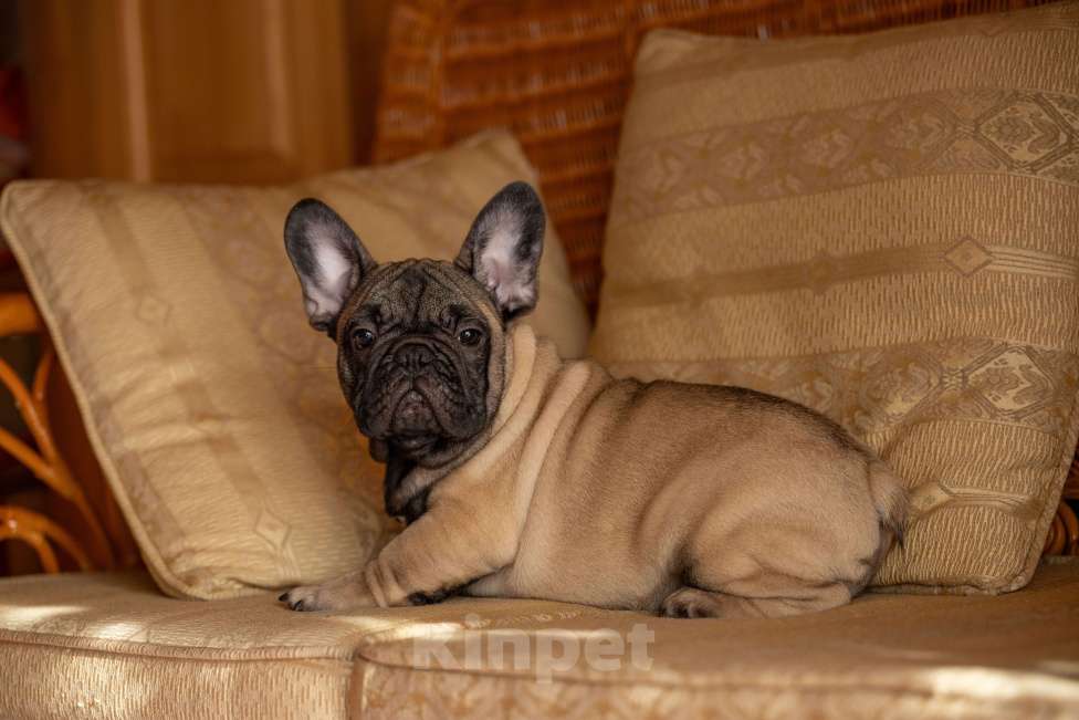 Собаки в Ярославле: Продается мальчик французский бульдог, привит, проклеймен,документы РКФ Мальчик, 50 000 руб. - фото 2