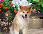 Собаки в Одинцово: Мальчик Акита-ину Edomaru  Мальчик, 80 000 руб. - фото 1
