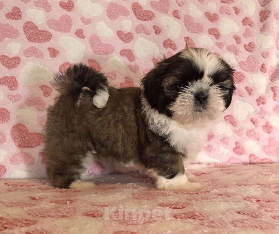 Собаки в других городах Белгородской области: Девочка ши-тцу  Девочка, 35 000 руб. - фото 5