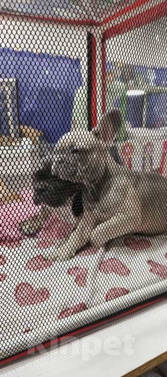 Собаки в других городах Московской области: Французский бульдог Девочка, 85 000 руб. - фото 7