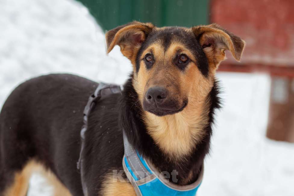 Собаки в Москве: щенок Чупа в добрые руки Девочка, Бесплатно - фото 8