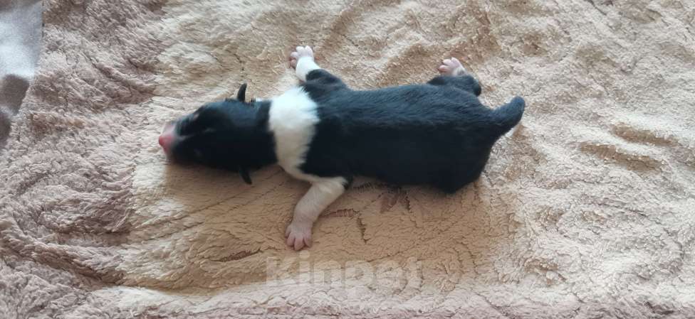 Собаки в Чебоксарах: Щенки колли длинношёрстной Разнополые, 40 000 руб. - фото 4