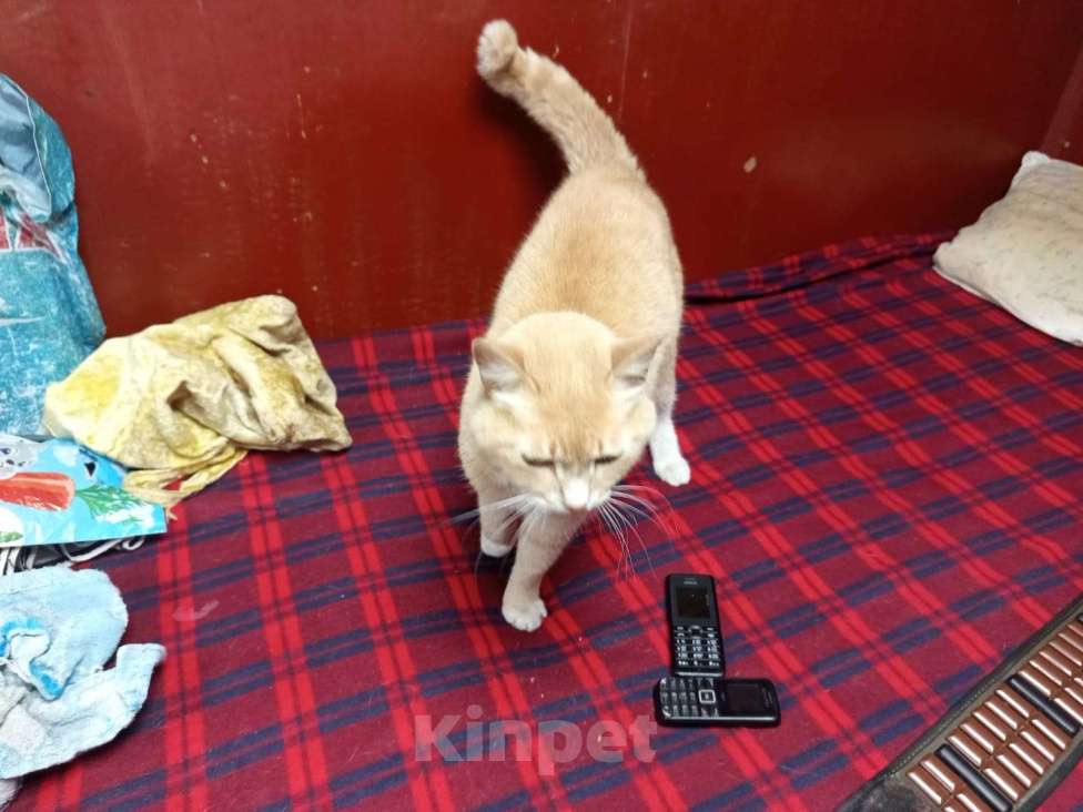 Кошки в Череповце: Найдена кошка, рыжая крупная Девочка, Бесплатно - фото 3