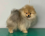 Собаки в Санкт-Петербурге: Померанский шпиц 3 месяца Мальчик, Бесплатно - фото 2