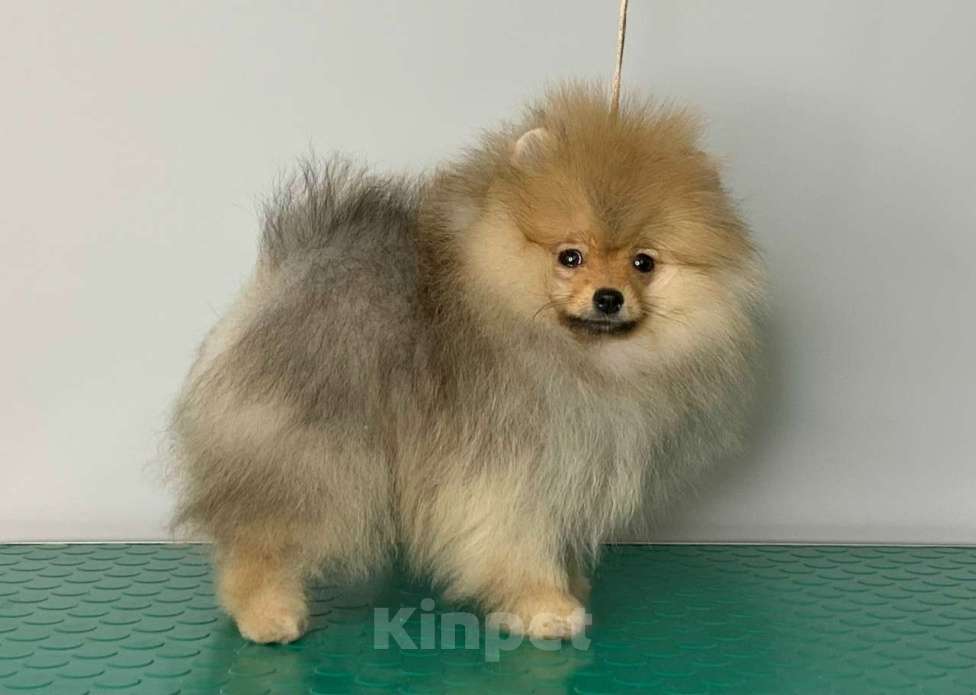 Собаки в Санкт-Петербурге: Померанский шпиц 3 месяца Мальчик, Бесплатно - фото 2