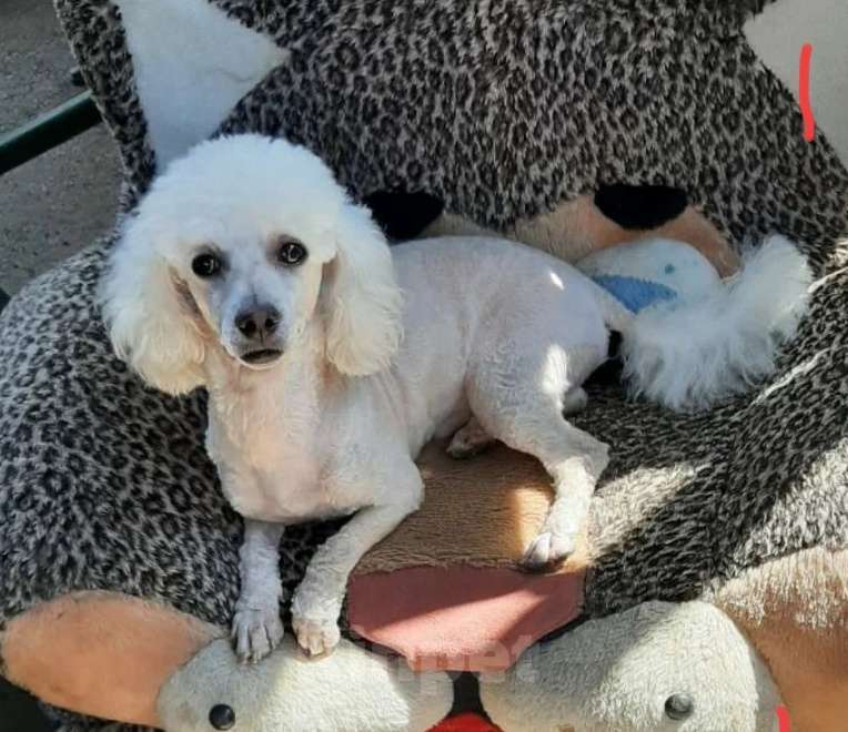 Собаки в Кореновске: Той-пудель Девочка, 40 000 руб. - фото 7