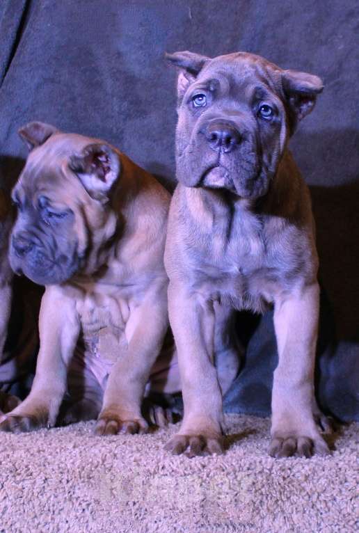 Собаки в Москве: Девочки и мальчик кане корсо Мальчик, 70 000 руб. - фото 10