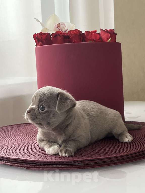 Собаки в Ижевске: Щенок чихуахуа Мальчик, 50 000 руб. - фото 9