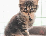 Кошки в Апрелевке: Малышка Тигра в добрые руки Девочка, 1 руб. - фото 3