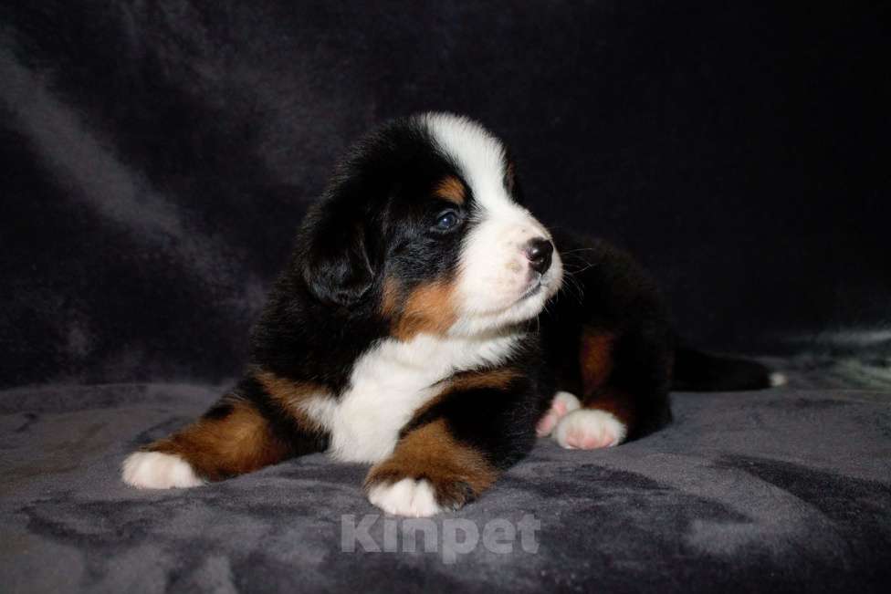 Собаки в других городах Московской области: Бернский зенненхунд Девочка, 120 000 руб. - фото 1