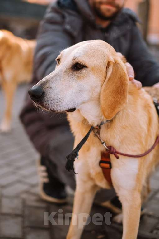 Собаки в Санкт-Петербурге: Рикки, гончая из приюта в добрые руки Девочка, Бесплатно - фото 6