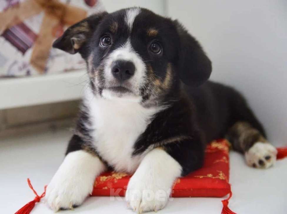 Собаки в Москве: Мишель Вельш-корги-кардиган  Девочка, 40 000 руб. - фото 2