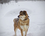 Собаки в Наро-Фоминске: Белла Девочка, Бесплатно - фото 6