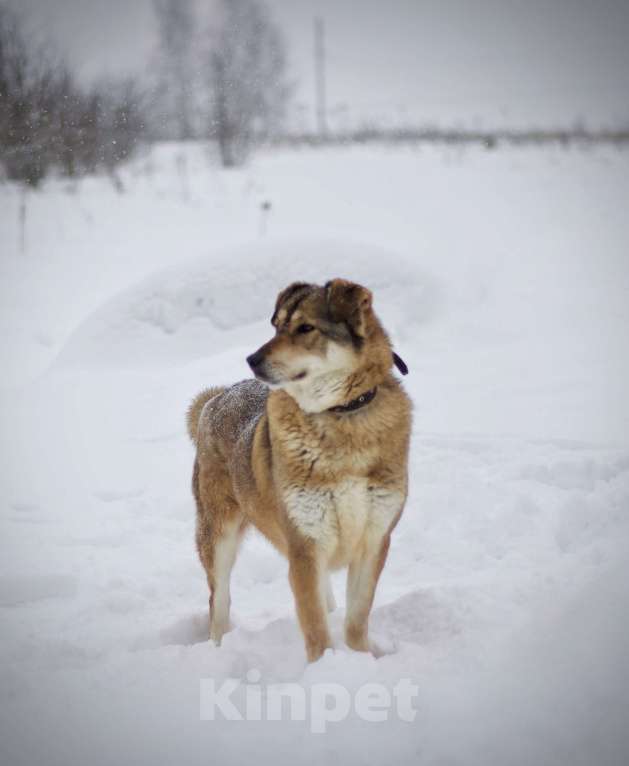 Собаки в Наро-Фоминске: Белла Девочка, Бесплатно - фото 6