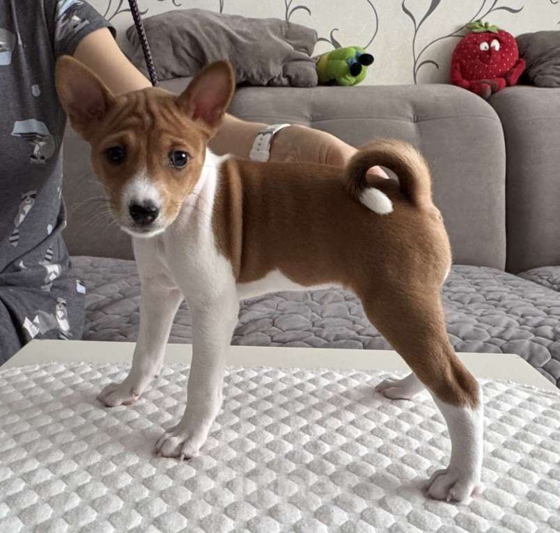 Собаки в Ангарске: Щенки басенджи Девочка, 65 000 руб. - фото 1