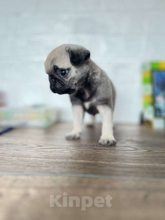 Собаки в Туле: Щенок мопса  Мальчик, 18 000 руб. - фото 3