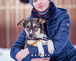 Собаки в Солнечногорске: Добрая девочка в поисках семьи Девочка, Бесплатно - фото 3