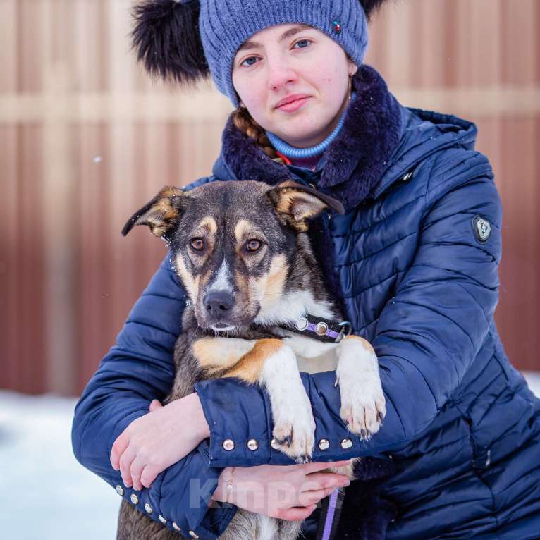 Собаки в Солнечногорске: Добрая девочка в поисках семьи Девочка, Бесплатно - фото 3
