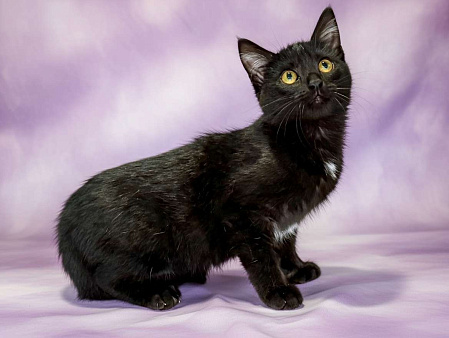 Буся, котенок-подросток в добры руки