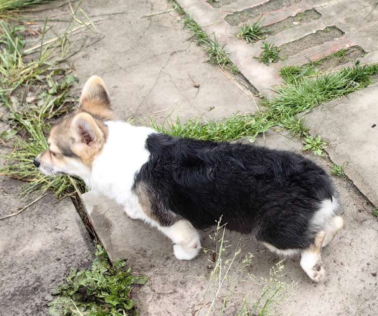 Собаки в Москве: Девочка  - 4 мес. Девочка, 50 000 руб. - фото 5