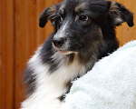 Собаки в Москве: Австралийская овчарка щенок  Мальчик, 25 000 руб. - фото 2