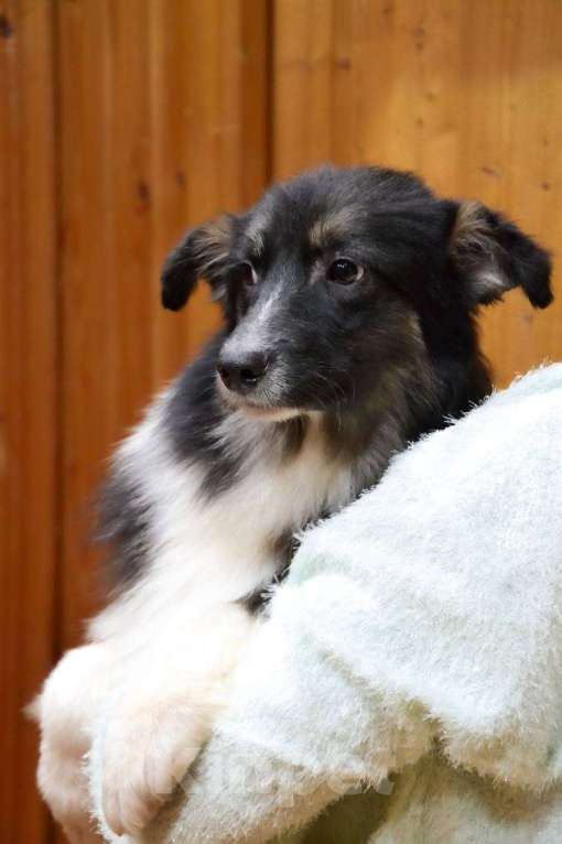 Собаки в Москве: Австралийская овчарка щенок  Мальчик, 25 000 руб. - фото 2