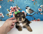Собаки в Москве: Йорк с зелёно голубыми глазами мальчик стандарт Девочка, 60 000 руб. - фото 3