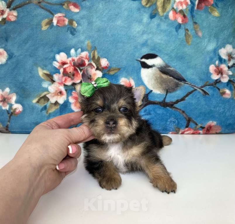Собаки в Москве: Йорк с зелёно голубыми глазами мальчик стандарт Девочка, 60 000 руб. - фото 3