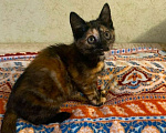 Кошки в Обнинске: Котенок по имени Луна ждет своих хозяев Девочка, 10 руб. - фото 2